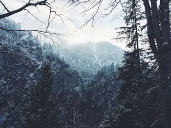 Scenic view of trees in forest during winter