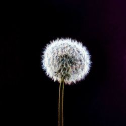 Close-up of dandelion against black background