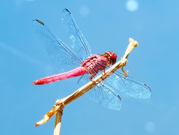 Pink dragonfly on twig against clear sky