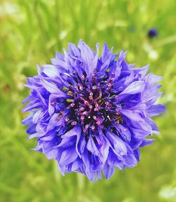 Close-up of purple blue flower