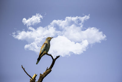 Low angle view of bird perching on branch against sky