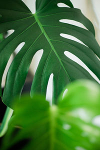 Close-up of green leaves