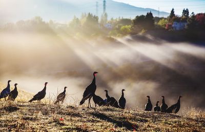 Panoramic view of birds against sky during sunset