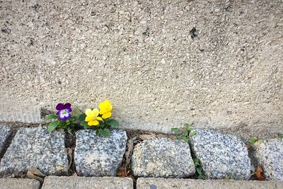 Flowers growing on wall