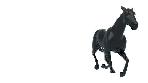 View of a horse against white background