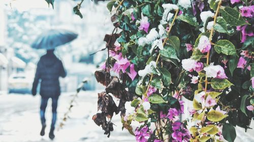 Low angle view of flowering plants against blurred background