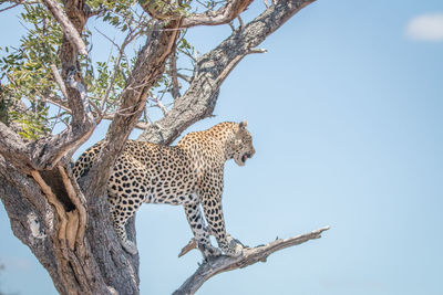 Low angle view of leopard standing on tree