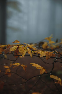 Close-up of dry maple leaves during autumn