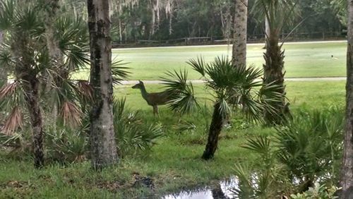 Scenic view of palm trees on field