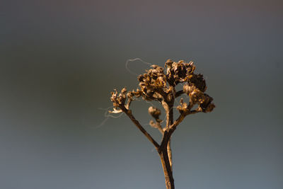 Close-up of wilted flower against clear sky