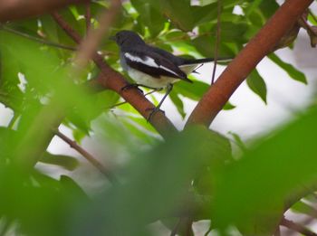 Bird perching on leaf