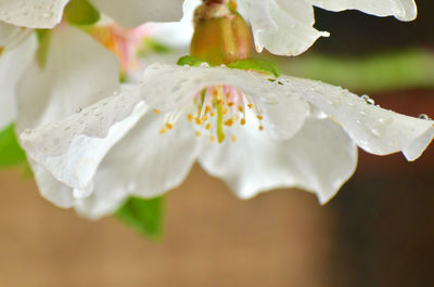 Close-up of white flowers