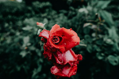 Close-up of red rose against blurred background