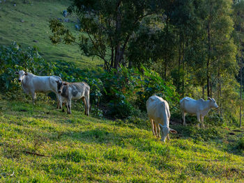 Sheep standing in a field