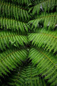 Full frame shot of fern leaves