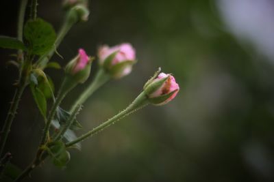 Close-up of pink flowering plant