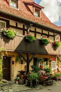 Potted plants outside house against building