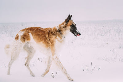 Close-up of dog standing on snow