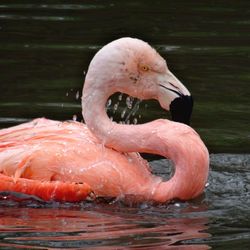 Close-up of swan in lake