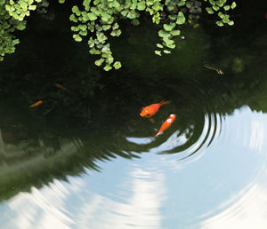 High angle view of fish swimming in lake