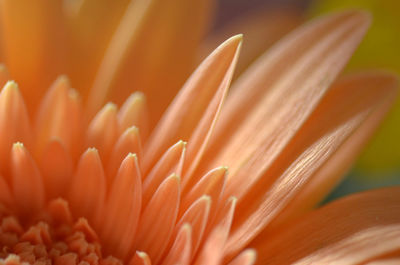 Close-up of flowers