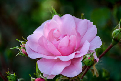 Close-up of pink rose blooming outdoors