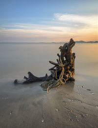 Driftwood on shore against cloudy sky during sunset