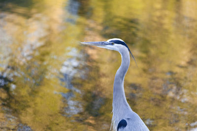 Gray heron perching against lake