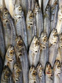 Close-up of fish for sale in market