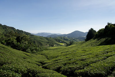 Scenic view of agricultural landscape against sky