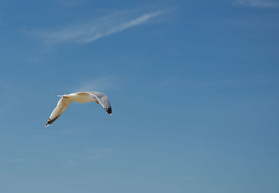 Low angle view of seagull flying in sky
