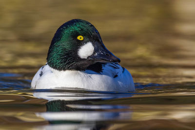 Close-up of duck swimming in lake