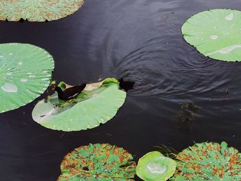 High angle view of lotus water lily in lake