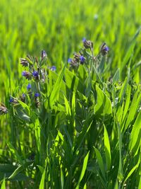 Close-up of purple flowering plant on field