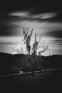 Bare tree on field against sky