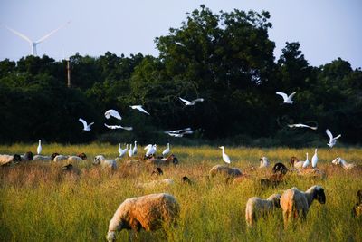 Flock of birds in a field