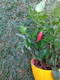 High angle view of potted plant on field