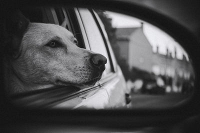 Close-up of dog