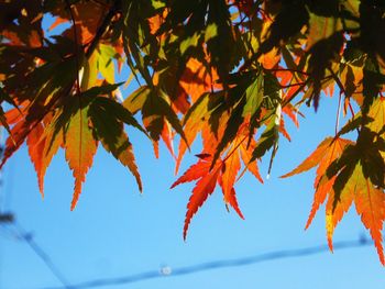 Low angle view of maple leaves against sky