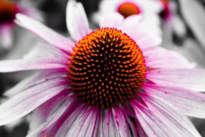 Close-up of purple coneflower blooming outdoors