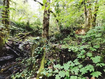 Trees growing in forest