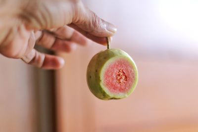 Close-up of hand holding guava