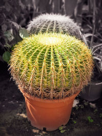 Close-up of succulent plant on field
