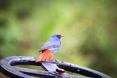 Close-up of bird perching on metal