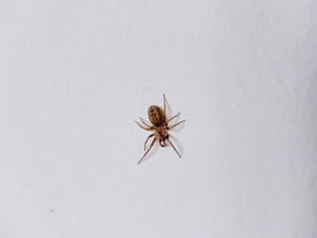 High angle view of spider on white background