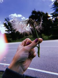 Close-up of hand holding flower against trees