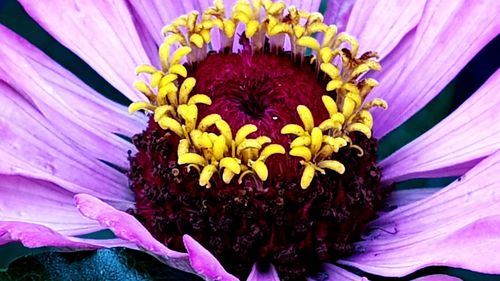 Close-up of purple flower head