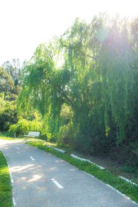 Road passing through trees