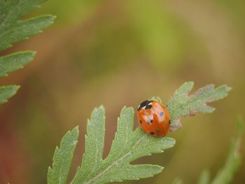 Close-up of ladybug on leaf