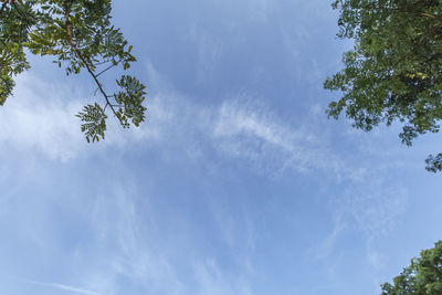 Low angle view of tree against sky